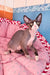 Xavier | Devon Rex Kitten