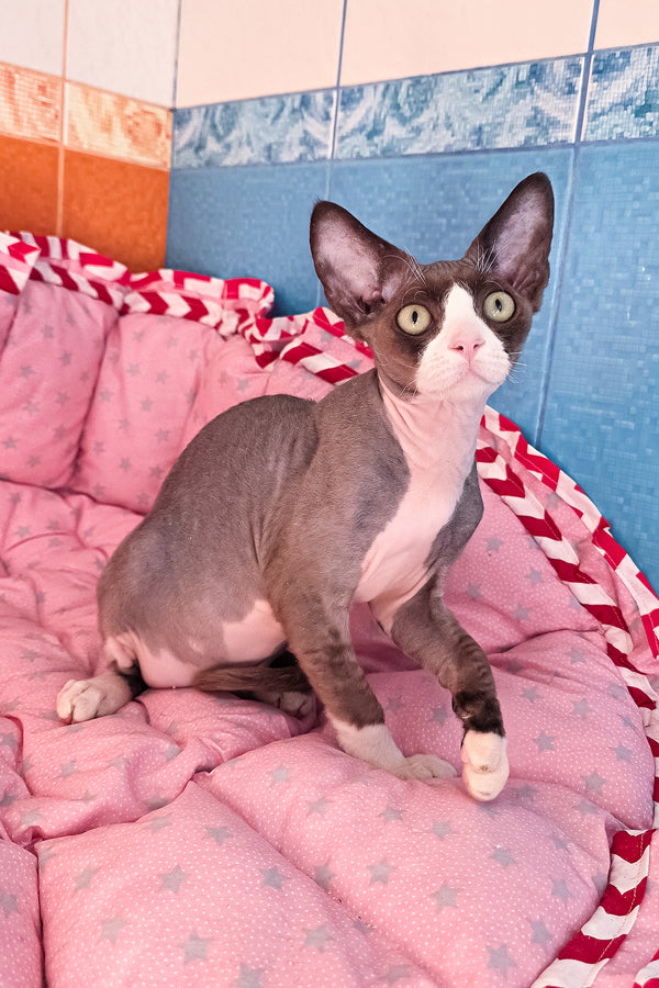 Xavier | Devon Rex Kitten