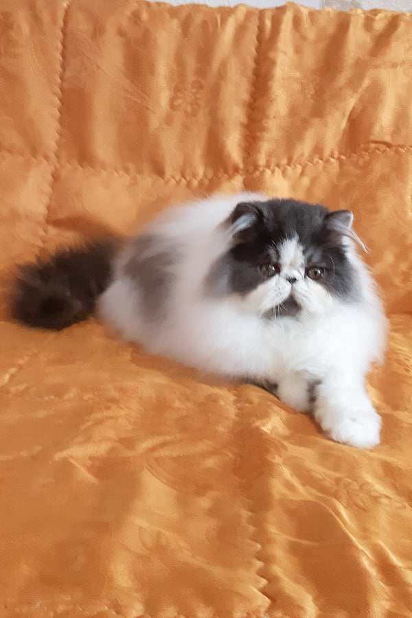 Xavier | Persian Kitten