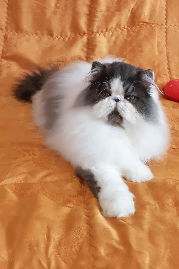 Xavier | Persian Kitten