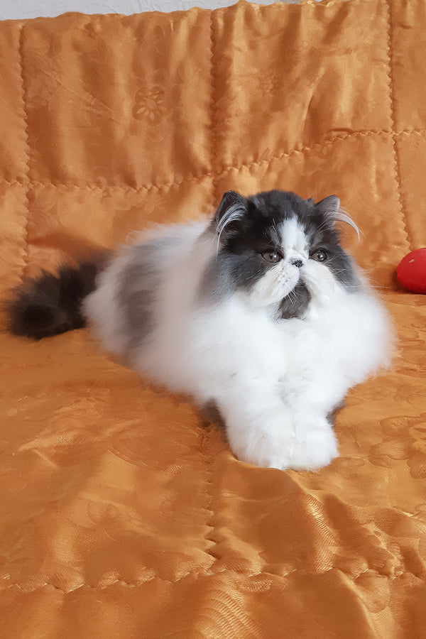 Xavier | Persian Kitten