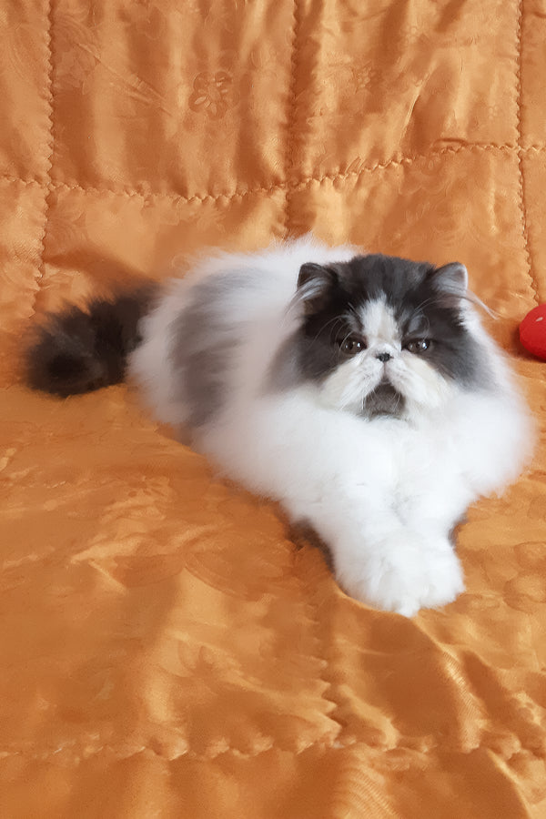 Xavier | Persian Kitten