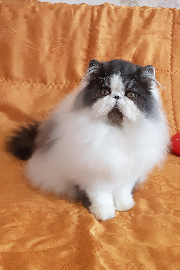 Xavier | Persian Kitten