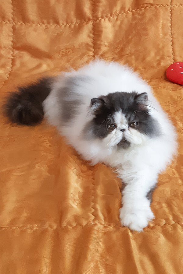 Xavier | Persian Kitten