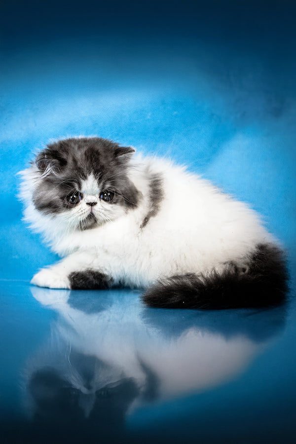 Xavier | Persian Kitten