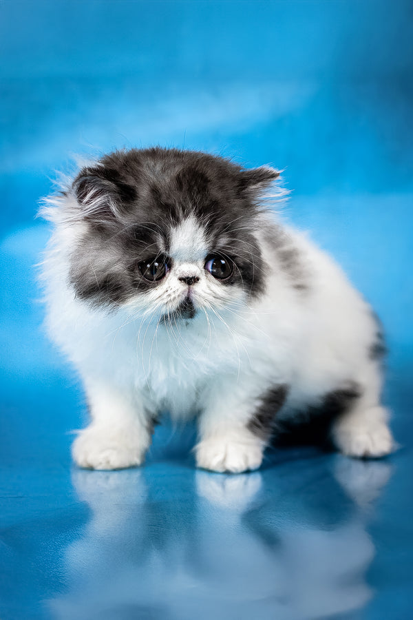 Xavier | Persian Kitten