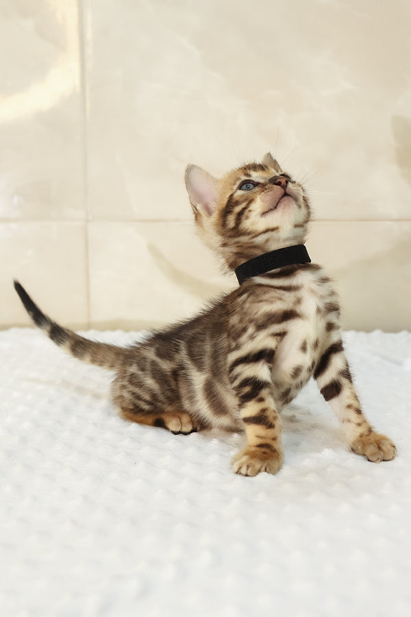 Xavi | Bengal Kitten