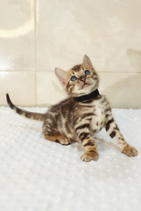 Xavi | Bengal Kitten