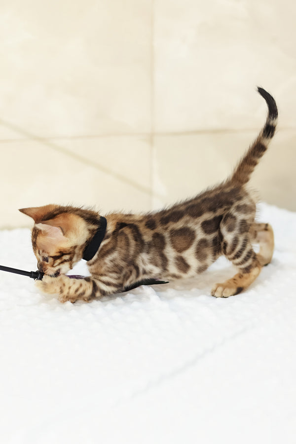 Xavi | Bengal Kitten