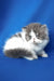 Xavier | Persian Kitten
