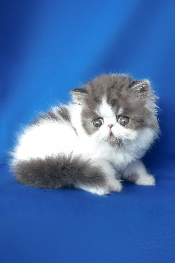 Xavier | Persian Kitten