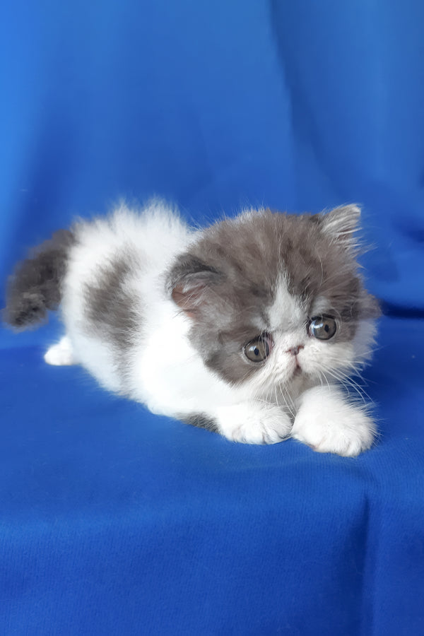 Xavier | Persian Kitten