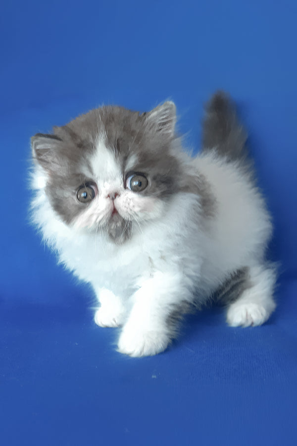 Xavier | Persian Kitten