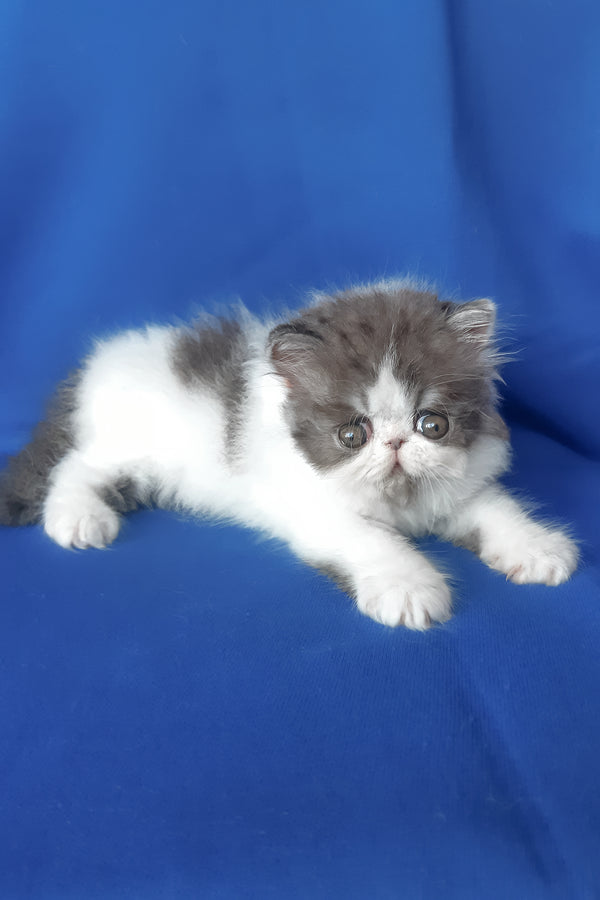 Xavier | Persian Kitten