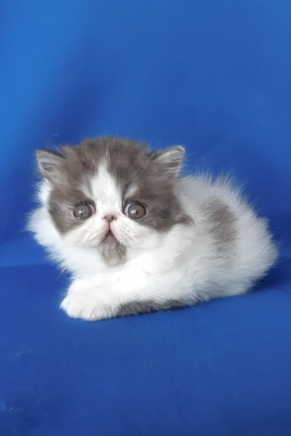 Xavier | Persian Kitten