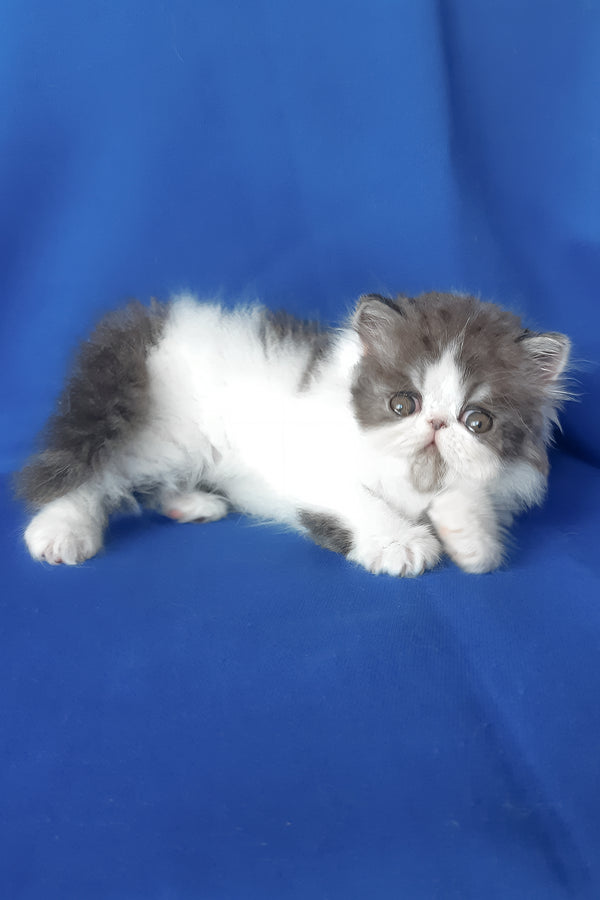 Xavier | Persian Kitten