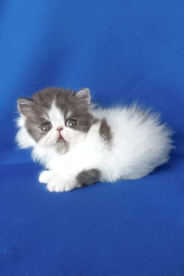 Xavier | Persian Kitten