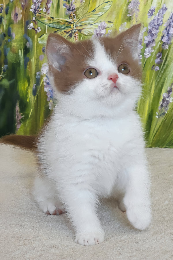 Xavy | British Shorthair Kitten