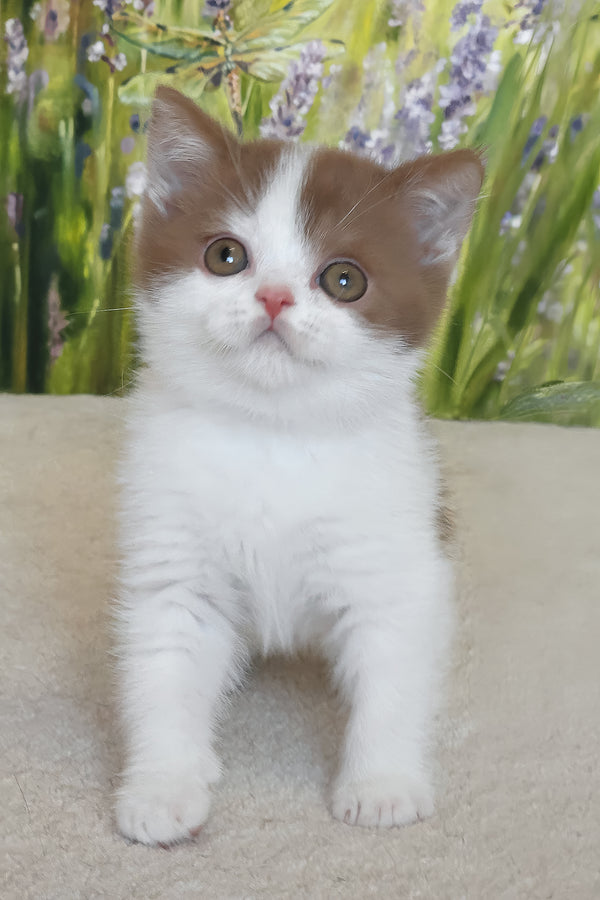Xavy | British Shorthair Kitten