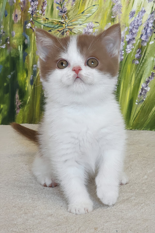 Xavy | British Shorthair Kitten