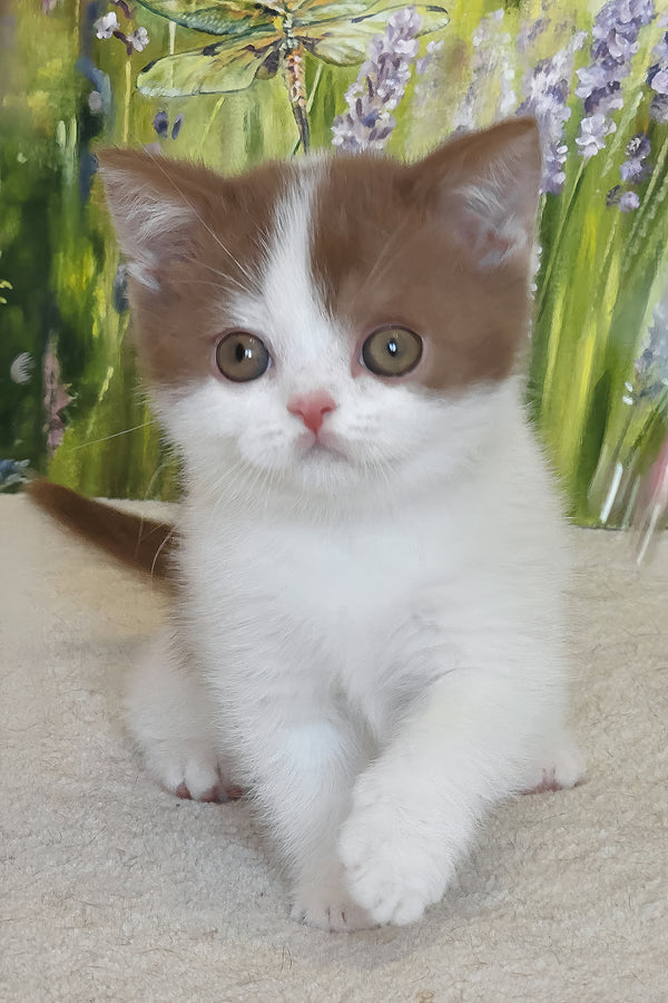 Xavy | British Shorthair Kitten