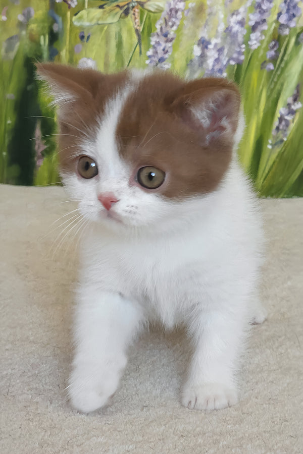 Xavy | British Shorthair Kitten