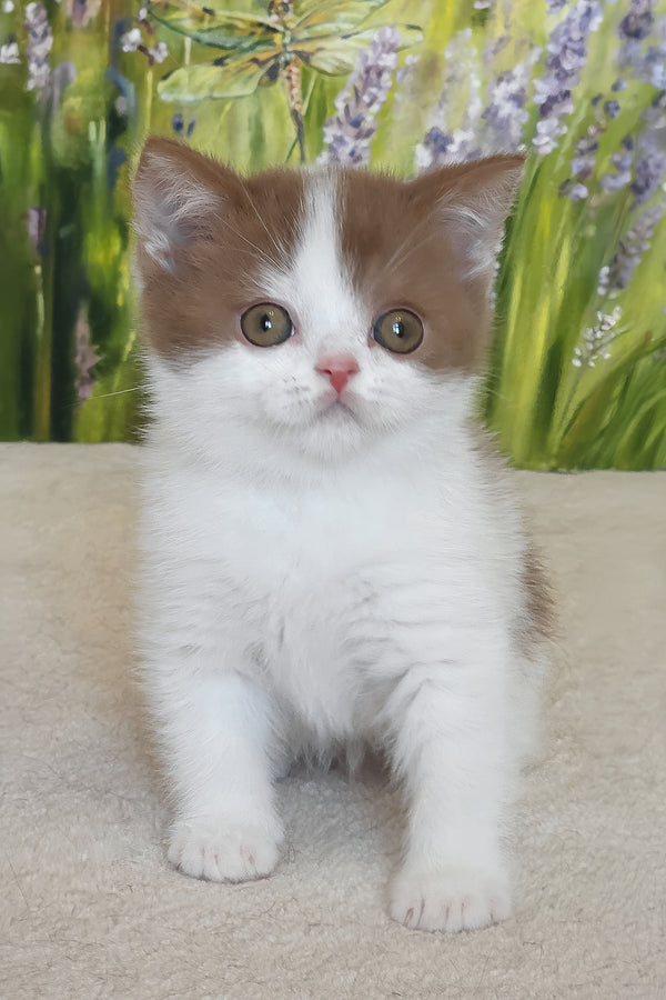 Xavy | British Shorthair Kitten