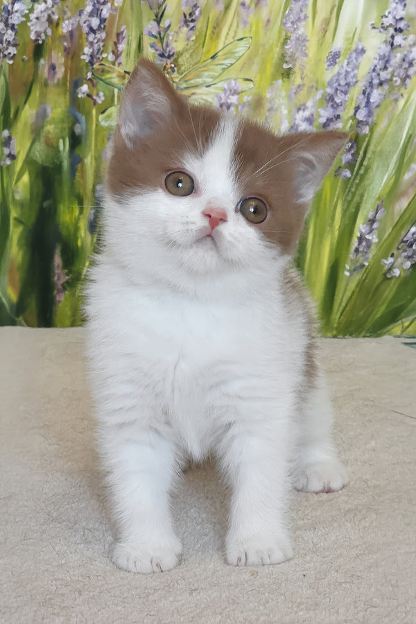Xavy | British Shorthair Kitten