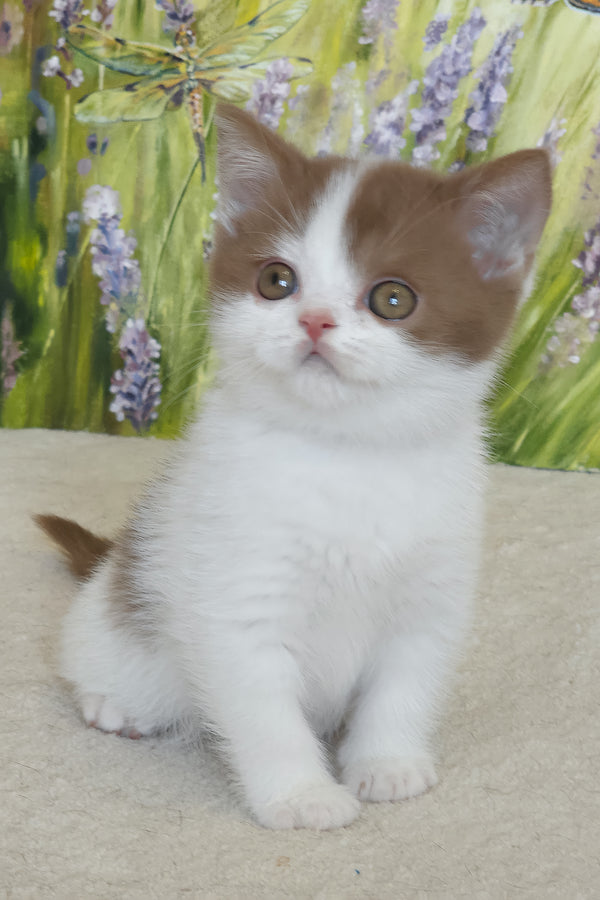 Xavy | British Shorthair Kitten