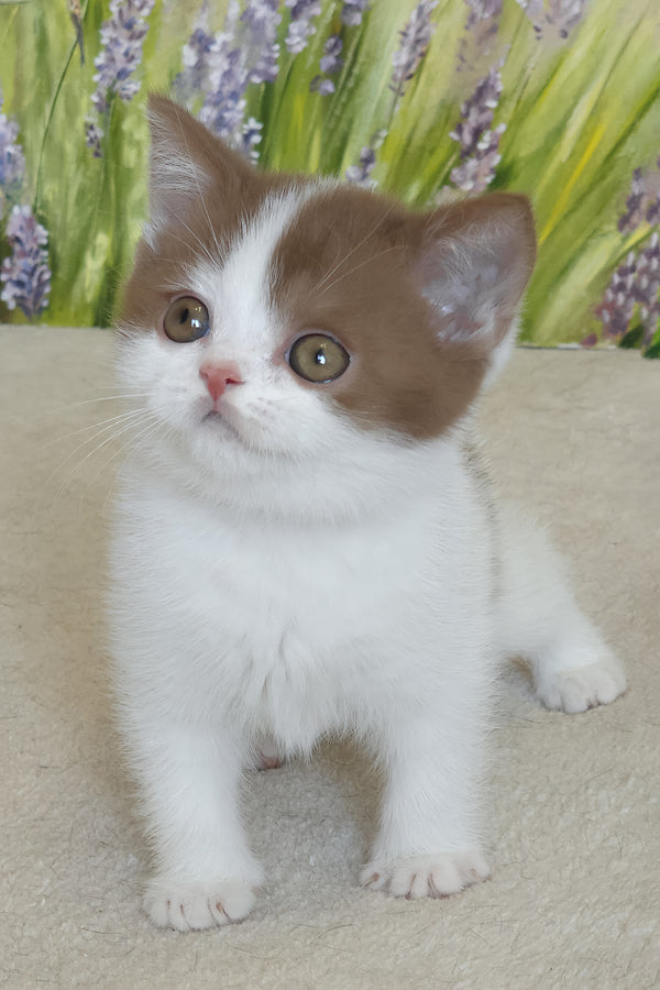 Xavy | British Shorthair Kitten