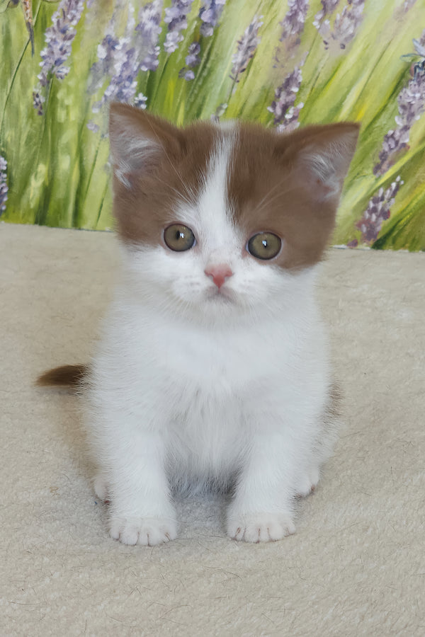 Xavy | British Shorthair Kitten