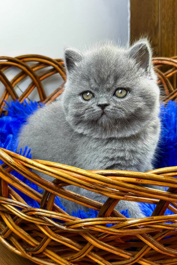 Xelius | British Shorthair Kitten
