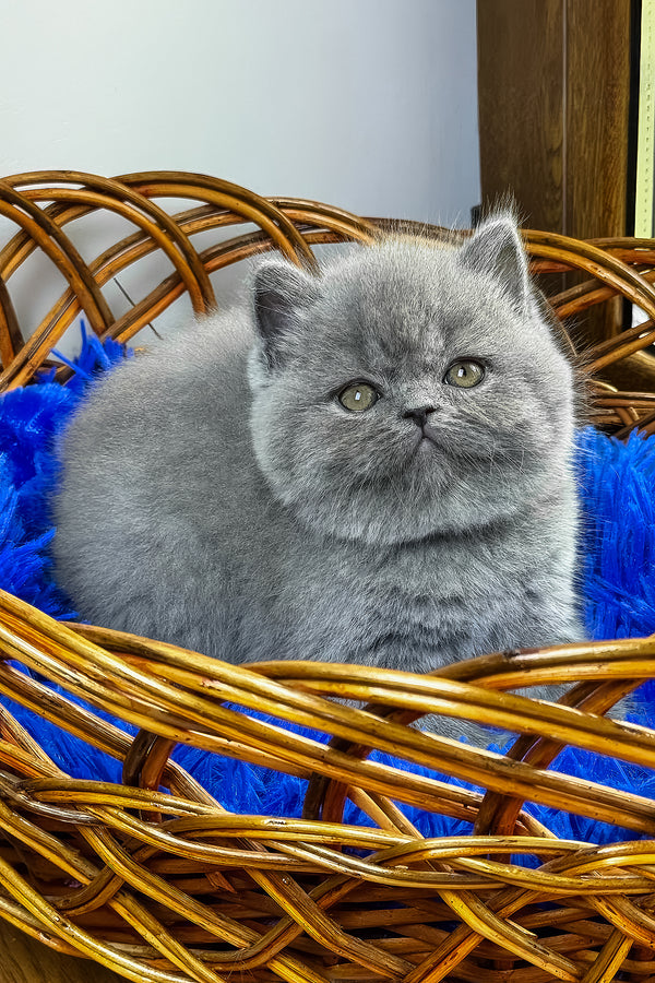 Xelius | British Shorthair Kitten