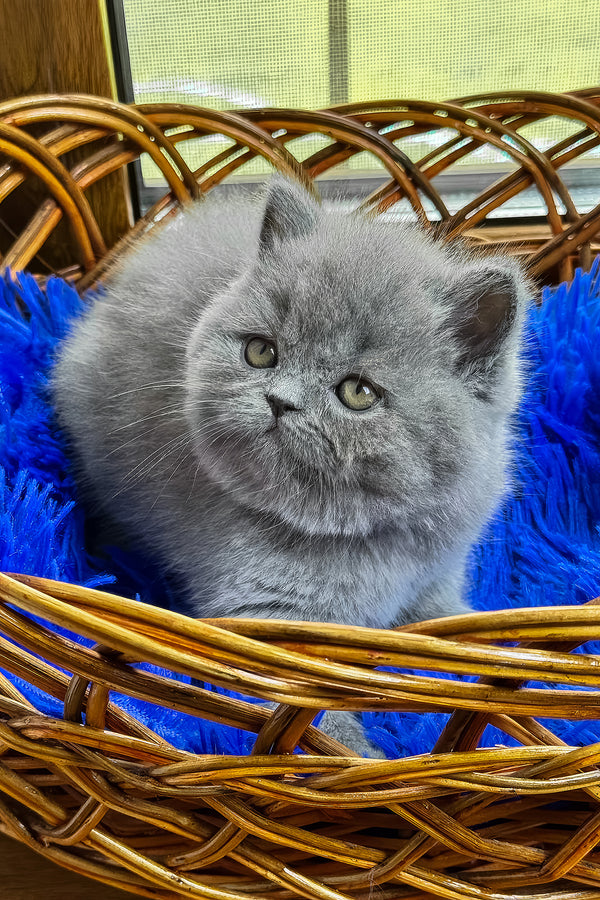 Xelius | British Shorthair Kitten