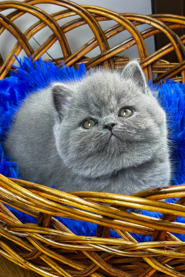 Xelius | British Shorthair Kitten