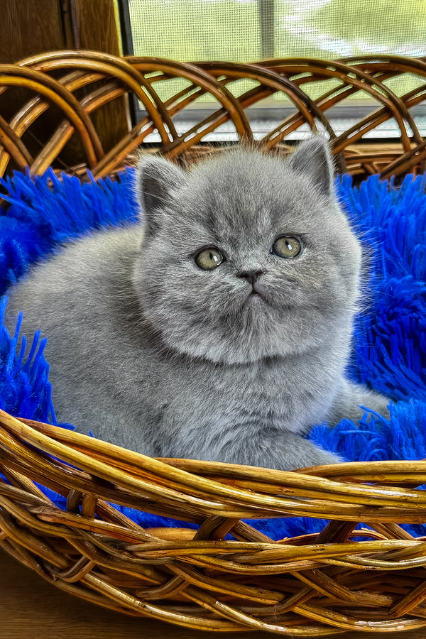 Xelius | British Shorthair Kitten