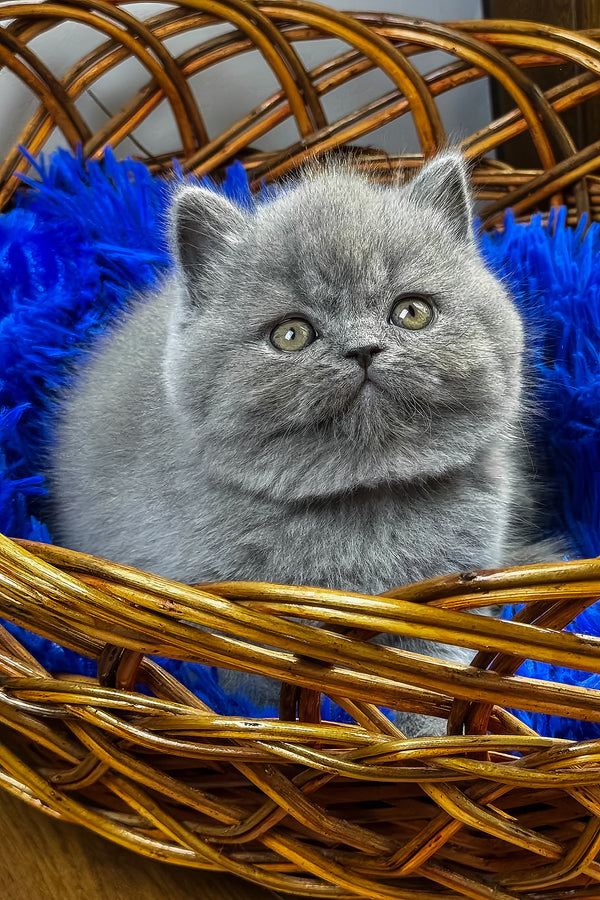 Xelius | British Shorthair Kitten