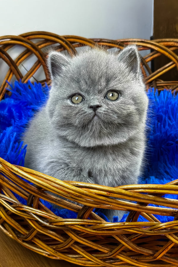 Xelius | British Shorthair Kitten