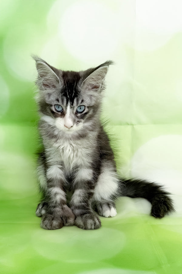 Xena | Polydactyl Maine Coon Kitten