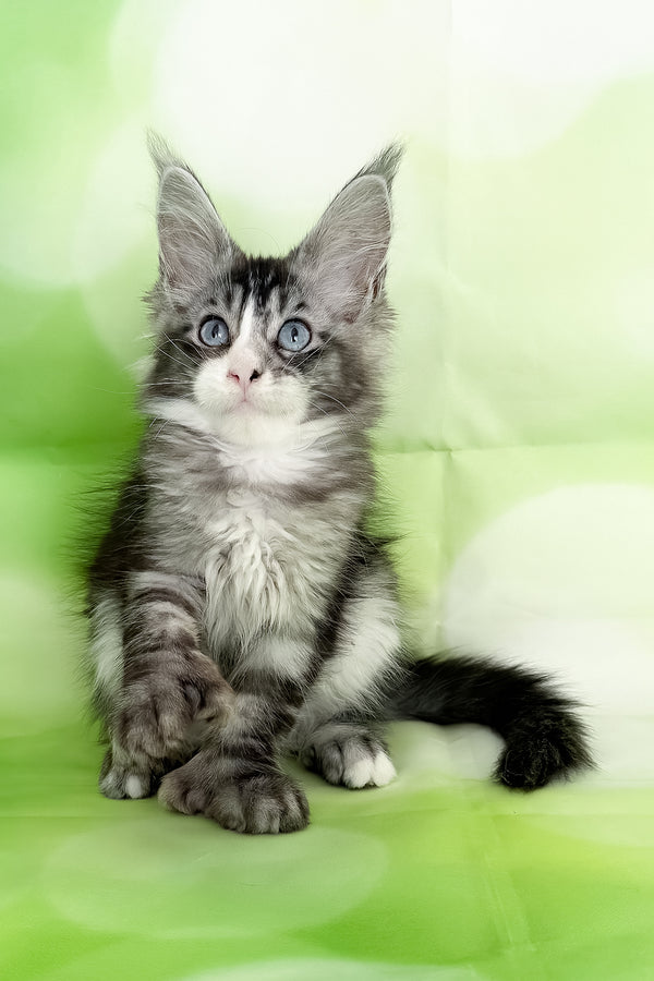 Xena | Polydactyl Maine Coon Kitten