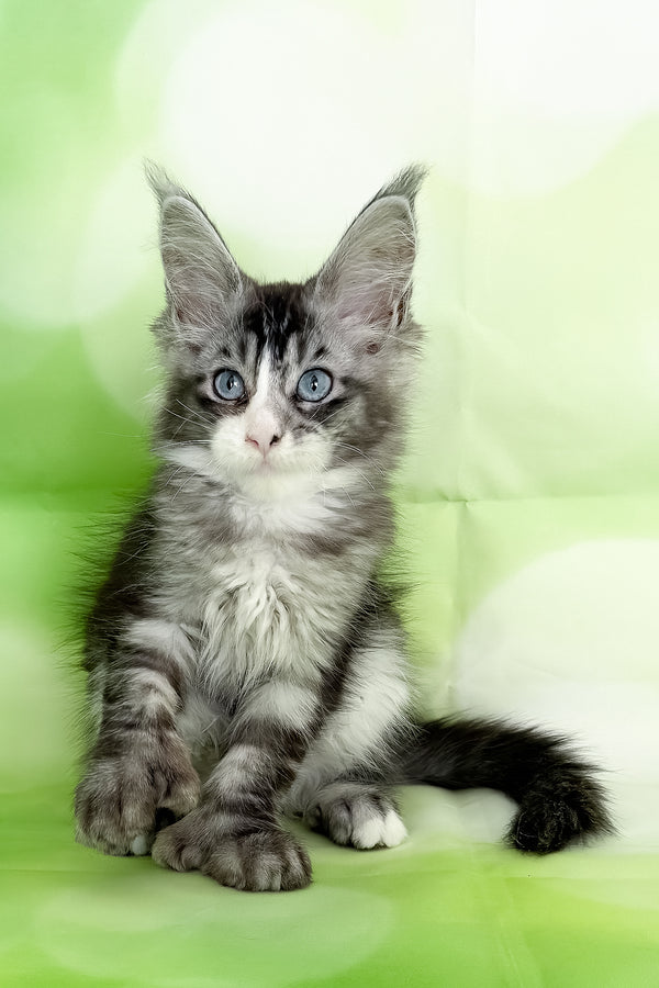 Xena | Polydactyl Maine Coon Kitten