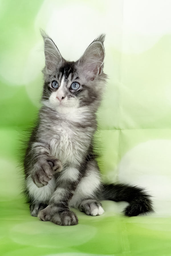Xena | Polydactyl Maine Coon Kitten