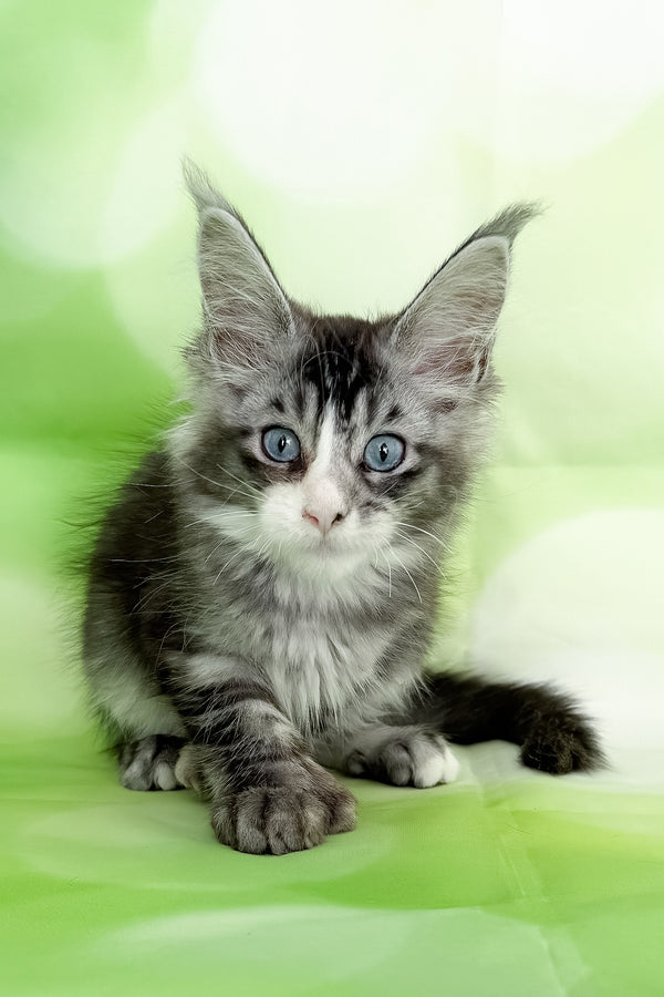 Xena | Polydactyl Maine Coon Kitten