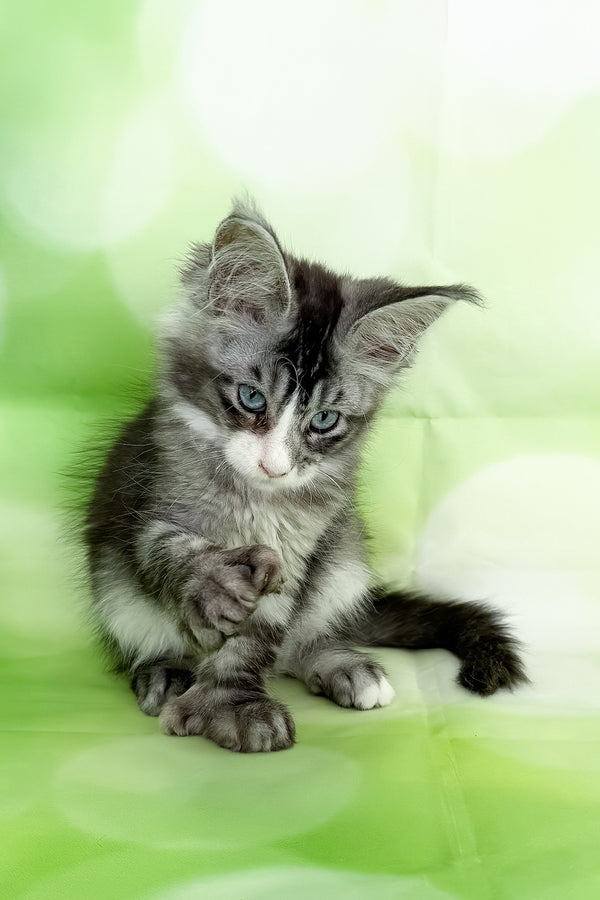 Xena | Polydactyl Maine Coon Kitten