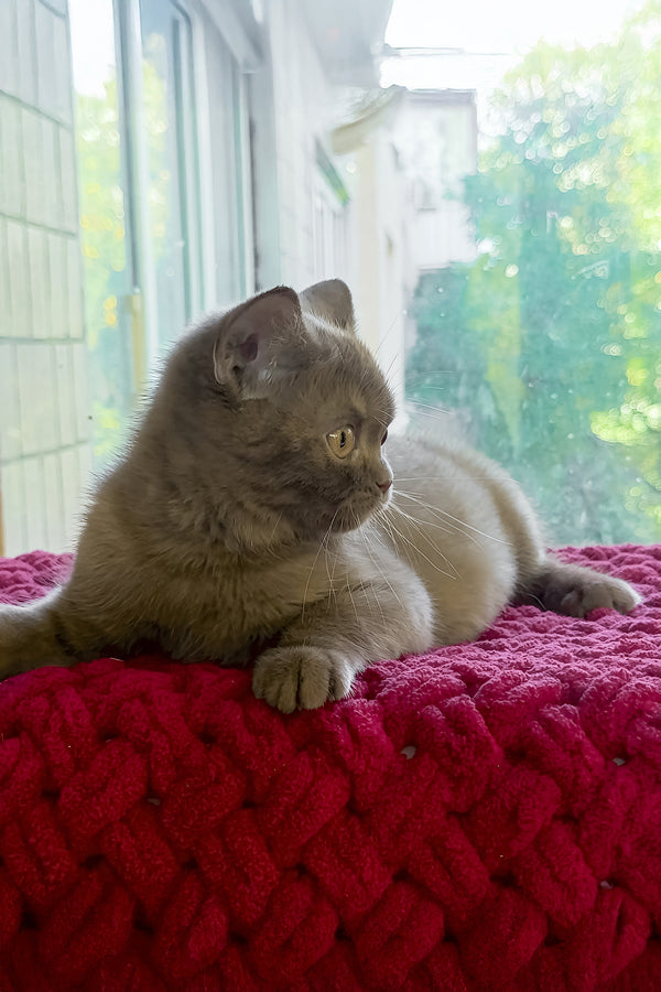 Xeniya | British Shorthair Kitten
