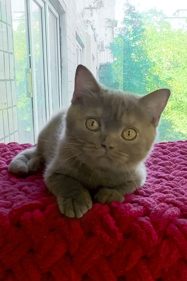 Xeniya | British Shorthair Kitten