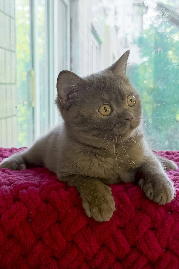 Xeniya | British Shorthair Kitten