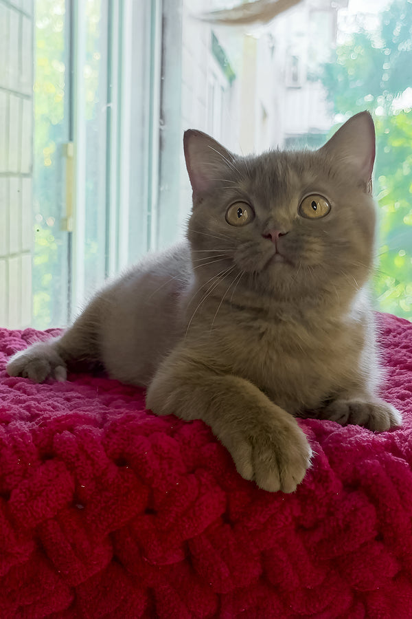 Xeniya | British Shorthair Kitten