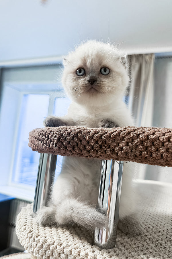 Xima | Scottish Fold Kitten