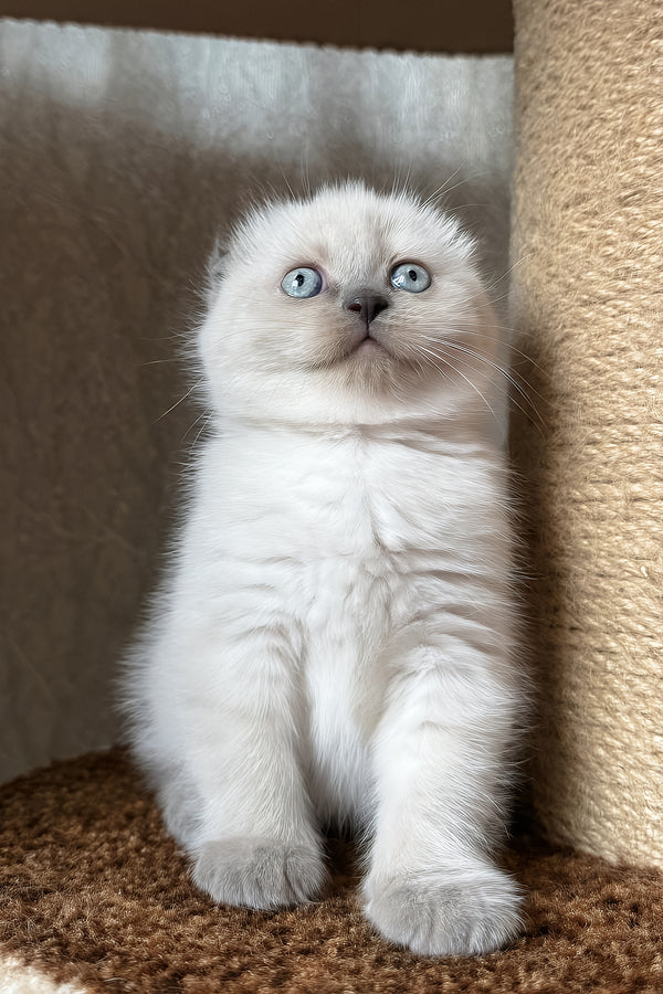Xima | Scottish Fold Kitten